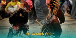 Đá Gà Miễn Phí Fanvip – Xem Live Không Mất Phí