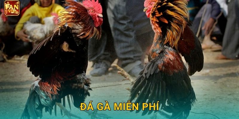 Đá Gà Miễn Phí Fanvip – Xem Live Không Mất Phí