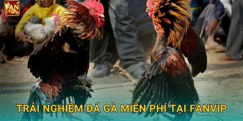 Trải nghiệm đá gà miễn phí tại Fanvip