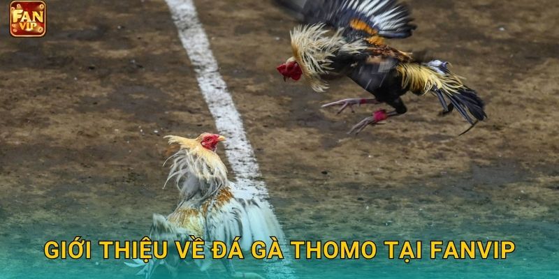 Giới thiệu về đá gà Thomo tại Fanvip