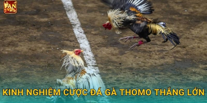 Kinh nghiệm cược đá gà Thomo thắng lớn