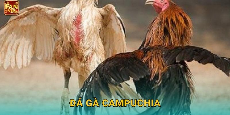 Đá Gà Campuchia Fanvip – Trực Tiếp Đỉnh Cao