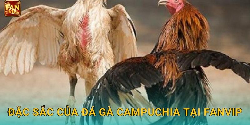 Đặc sắc của đá gà Campuchia tại Fanvip