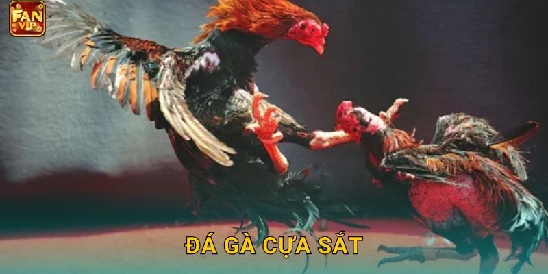 Đá Gà Cựa Sắt Fanvip – Kịch Tính Từng Phút