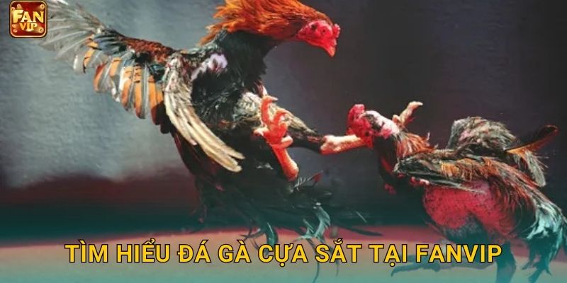 Tìm hiểu đá gà cựa sắt tại Fanvip