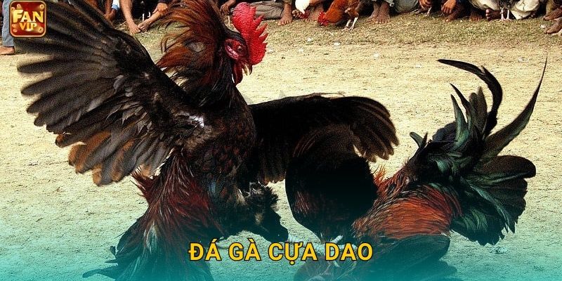 Đá Gà Cựa Dao Fanvip – Tốc Độ Thần Tốc
