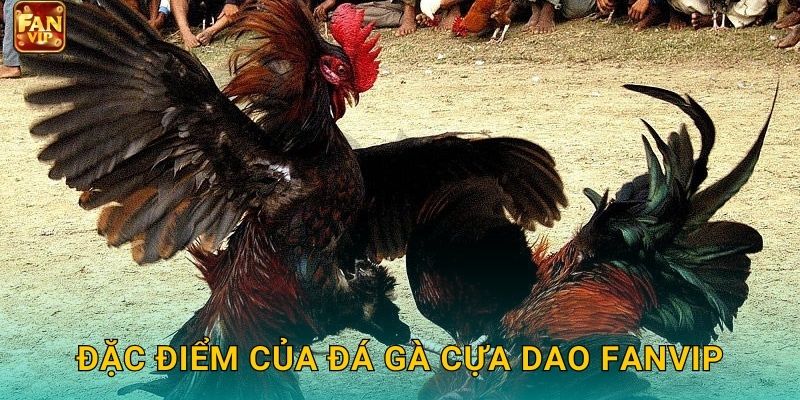 Đặc điểm của đá gà cựa dao Fanvip