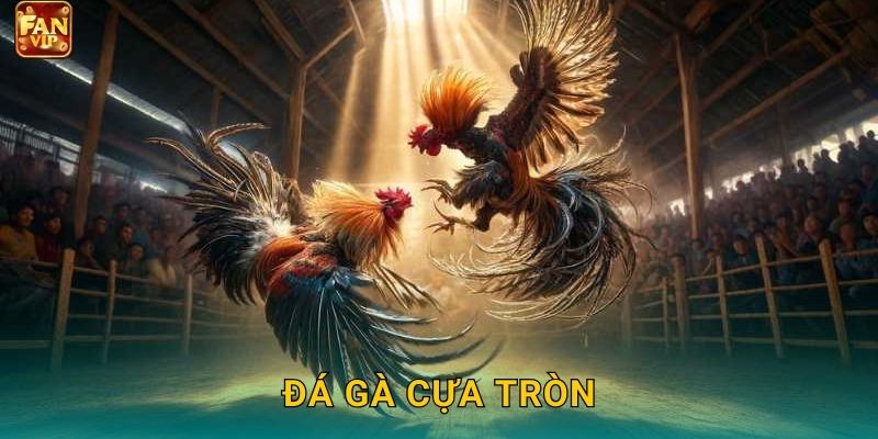 Đá Gà Cựa Tròn Fanvip – An Toàn Hơn Hấp Dẫn