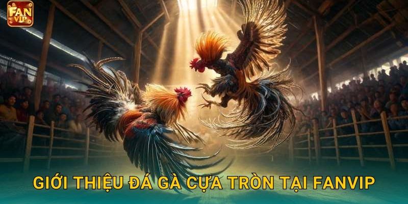 Giới thiệu đá gà cựa tròn tại Fanvip