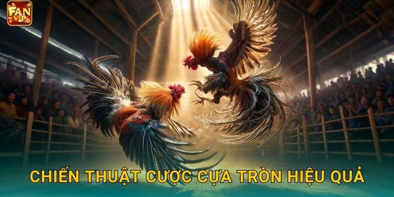 Chiến thuật cược cựa tròn hiệu quả