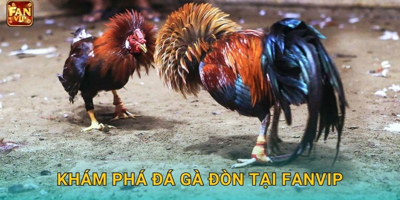 Khám phá đá gà đòn tại Fanvip