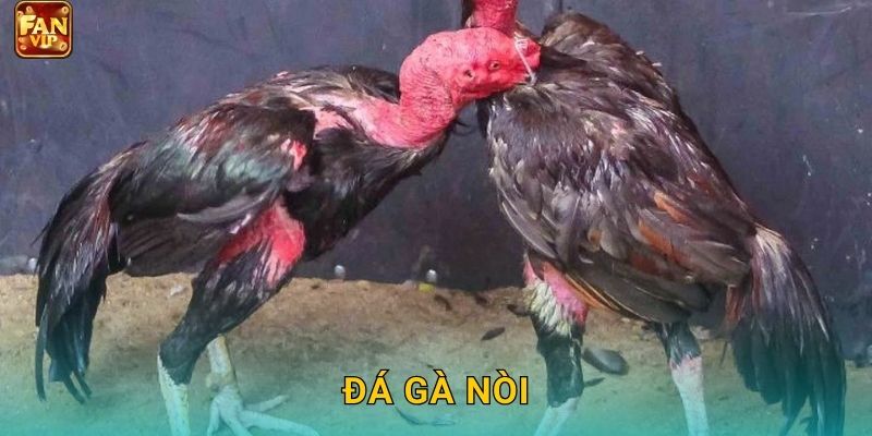 Đá Gà Nòi Fanvip – Giống Gà Thuần Chủng Đỉnh