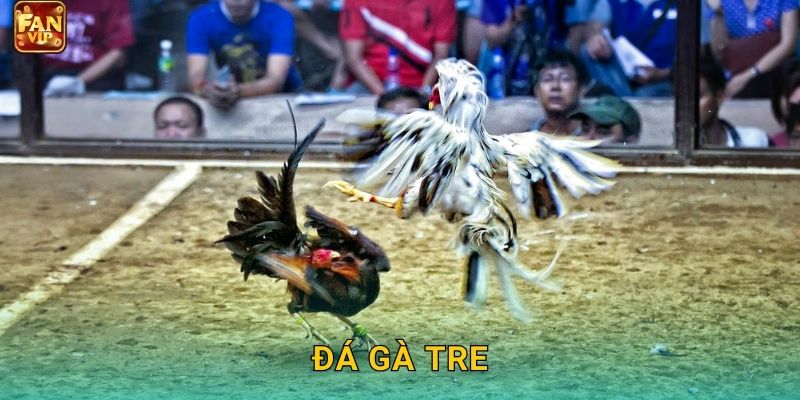 Đá Gà Tre Fanvip – Truyền Thống Việt Nam