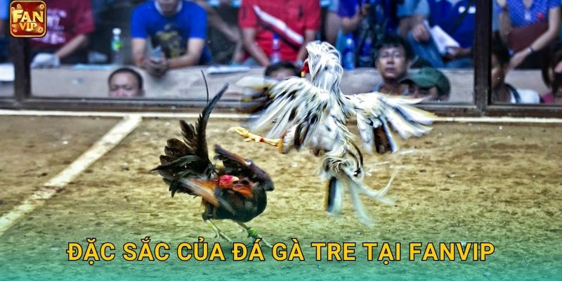 Đặc sắc của đá gà tre tại Fanvip