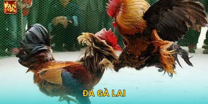 Đá Gà Lai Fanvip – Kết Hợp Sức Mạnh Vượt Trội