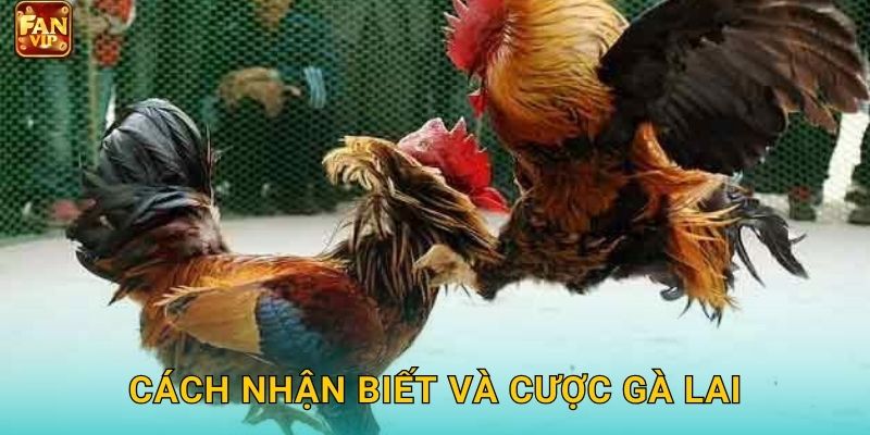 Cách nhận biết và cược gà lai