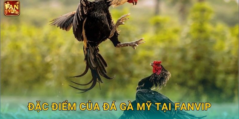 Đặc điểm của đá gà Mỹ tại Fanvip