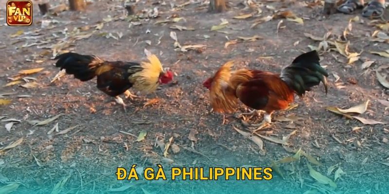 Đá Gà Philippines Fanvip – Nghệ Thuật Đấu Trường
