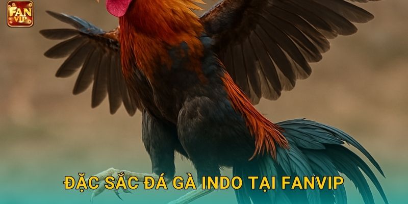 Đặc sắc đá gà Indo tại Fanvip