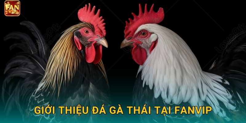 Giới thiệu đá gà Thái tại Fanvip