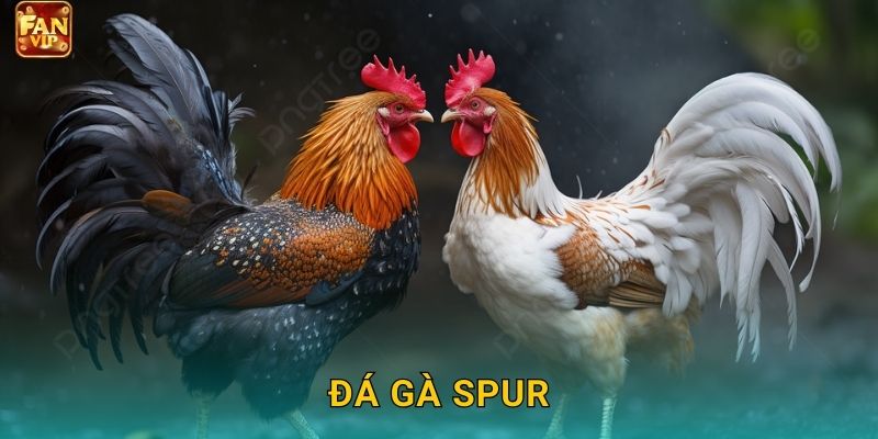 Đá Gà Spur Fanvip – Cựa Nhọn Quyết Định