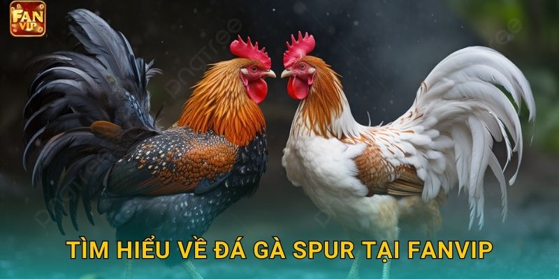 Tìm hiểu về đá gà spur tại Fanvip