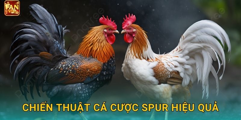 Chiến thuật cá cược spur hiệu quả