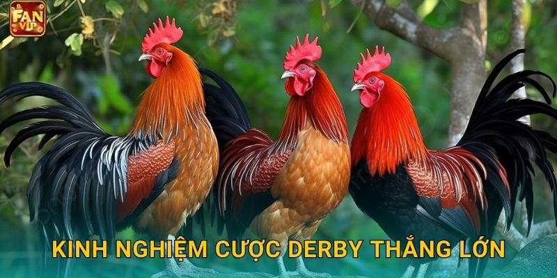 Kinh nghiệm cược derby thắng lớn