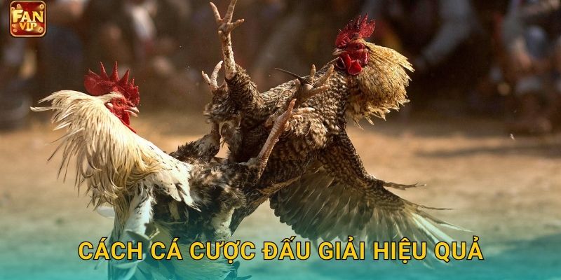 Cách cá cược đấu giải hiệu quả