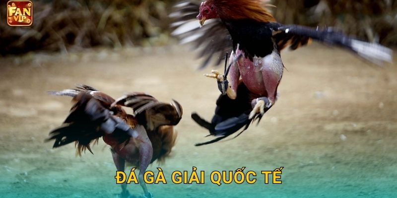 Đá Gà Giải Quốc Tế Fanvip – Trực Tiếp Hấp Dẫn