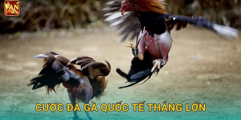 Cược đá gà quốc tế thắng lớn