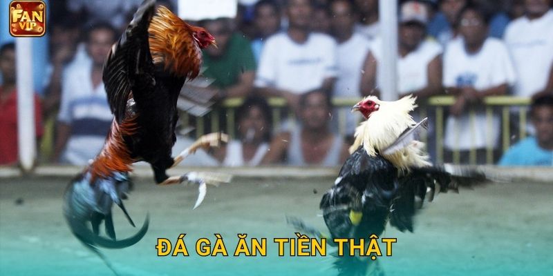 Đá Gà Ăn Tiền Thật Fanvip – Cược Siêu Tốc 24/7