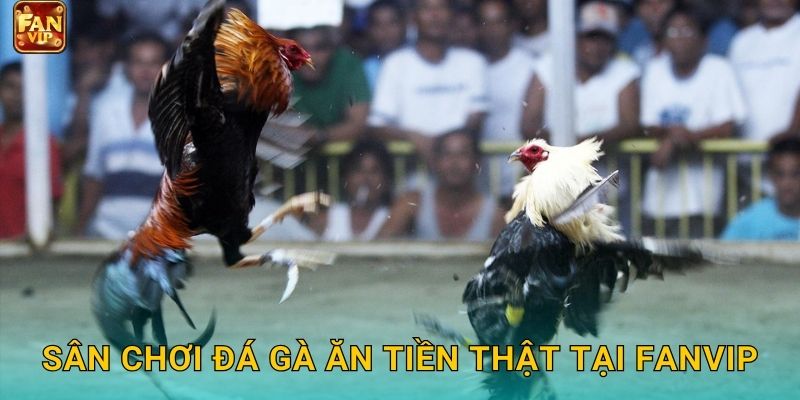 Sân chơi đá gà ăn tiền thật tại Fanvip