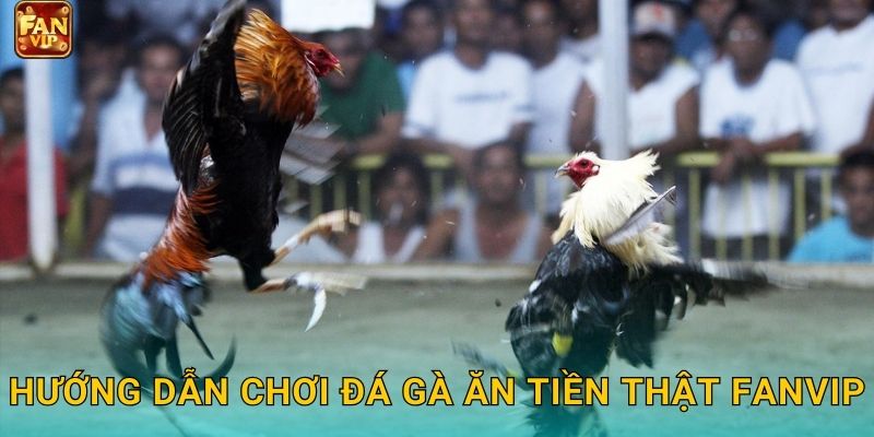 Hướng dẫn chơi đá gà ăn tiền thật Fanvip