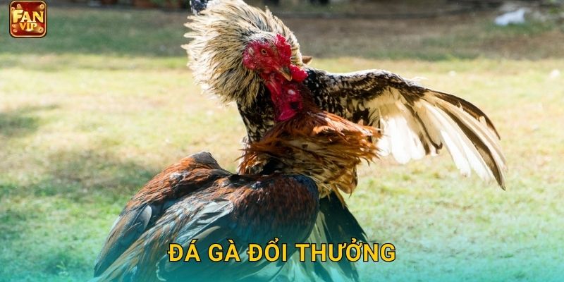 Đá Gà Đổi Thưởng Fanvip – Nhận Thưởng Khủng