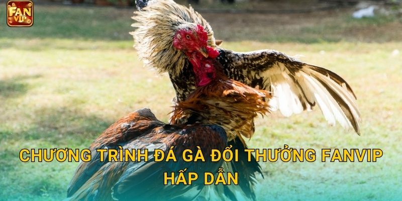Chương trình đá gà đổi thưởng Fanvip hấp dẫn